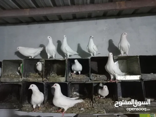 حمام فرنسي لاحم سوبر بيور موجود حوالي 20 جوز كلهم شغالات اغلبهم مع فراخ وبيض