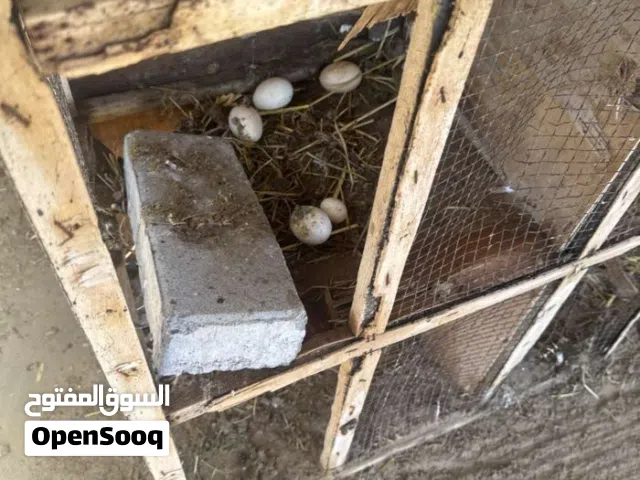 بيض مزرعه انتاج مزرعه وعربي