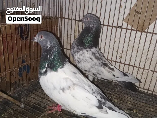 للبيع زوج باكستاني