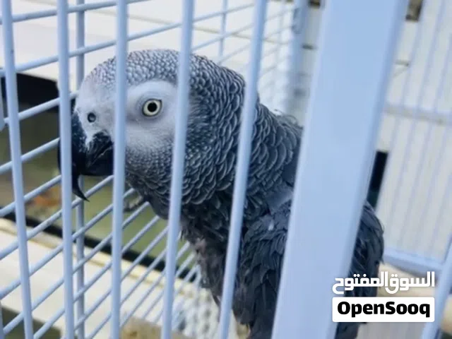 ببغاء كاسكو أليف متوفر. ينطق ببعض الكلمات  . ويرقص.