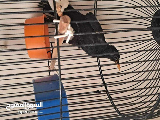 شحرور عمر فوق السنه بدون قفص قابل للبدل ع كنار
