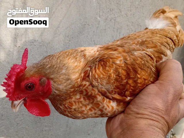 سيت  اسباني.  نمري. بياض