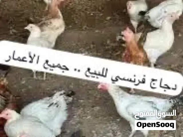 بيع دجاج وبيض و ديك رومي وبط ..