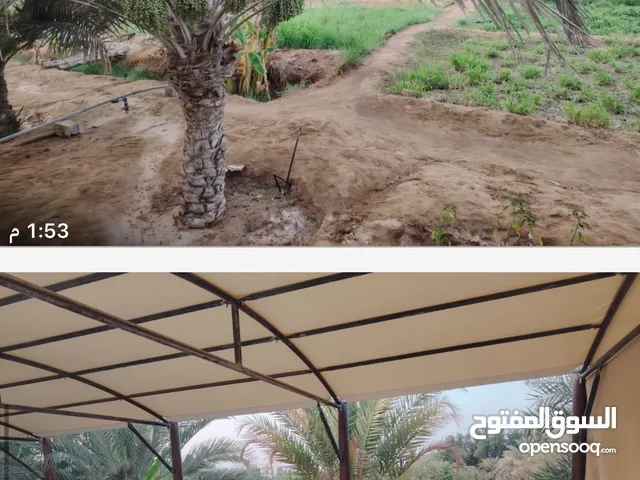 ارض زراعيه في ولايه السويق