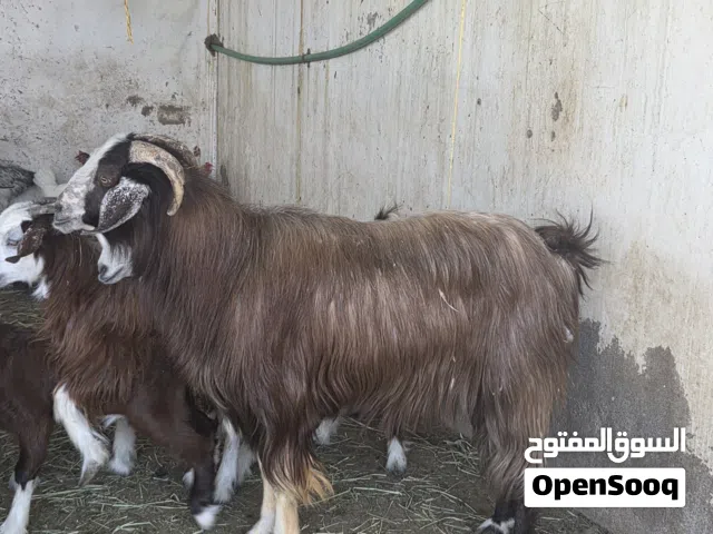 تيس محلي للبيع