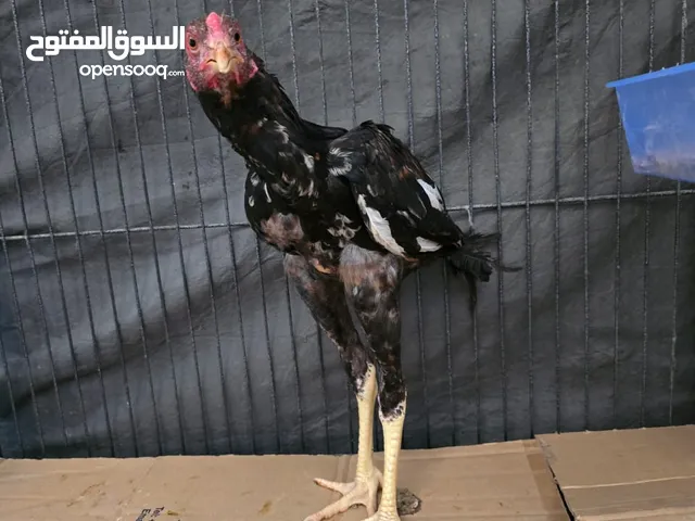 PAKISTANI ASEEL ROSTER (BLACK & WHITE) FOR SALE 4 MONTH OLD