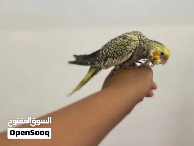 عصفور كوكتيل مروض