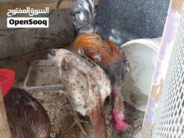 السلام عليكم متاح 2 دجاجه هراتي وديج