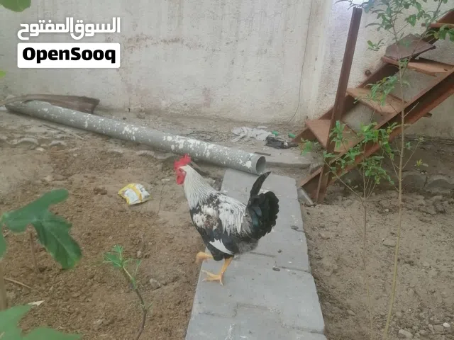 ديوجة ثنين دندراوي ودجاجات ثنين سود