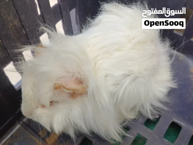 كوبية قندي موبر درجة اولى