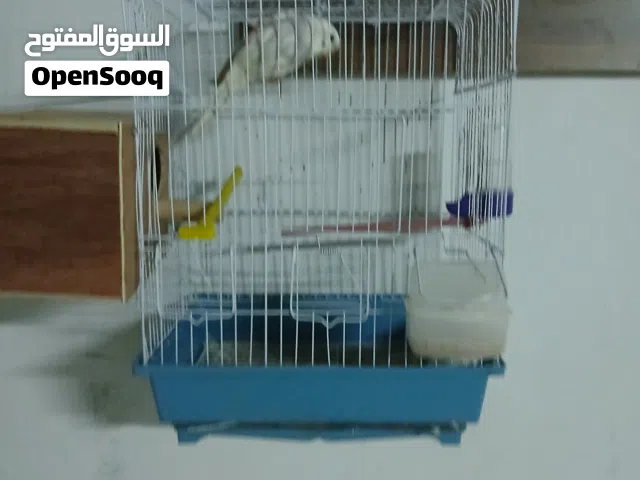 تشكيله عصافير بقلينو