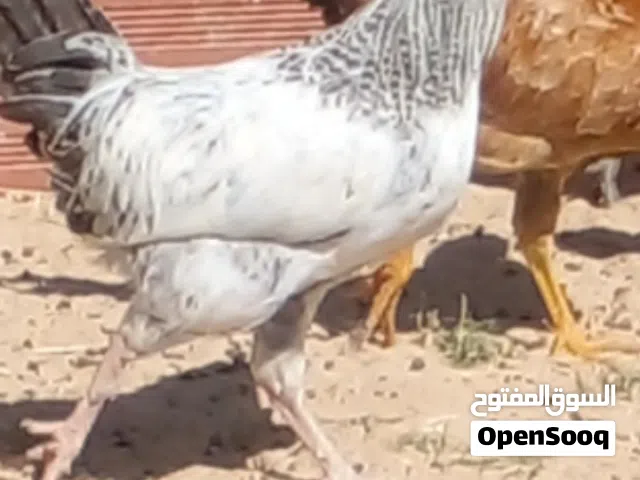 ثلات ديوك للبيع
