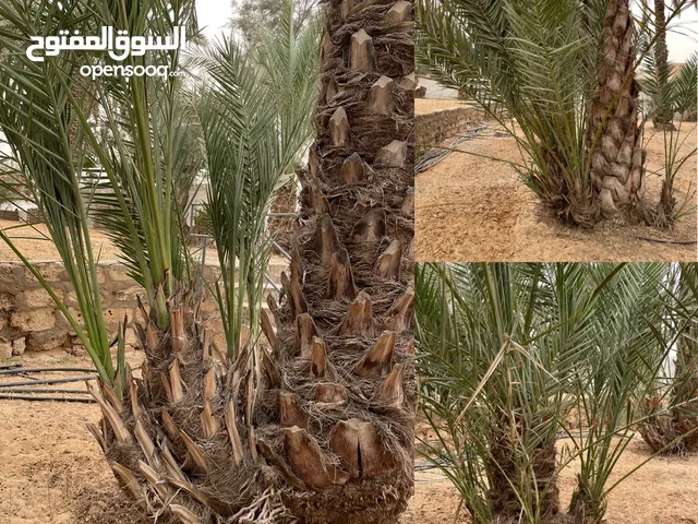 فسائل (جُبار) نخل
