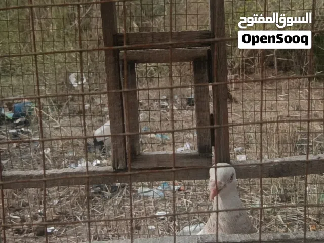 زاجل للبيع قيم بالي يرضيك ويرضيني