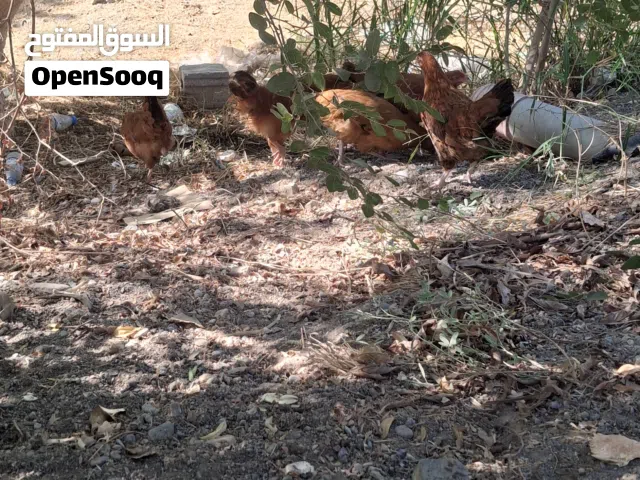 دجاج فرنسي الأحمر