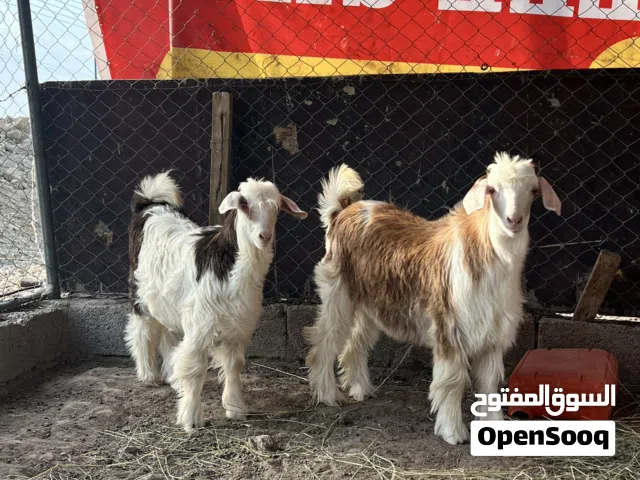 صخلان للبيع