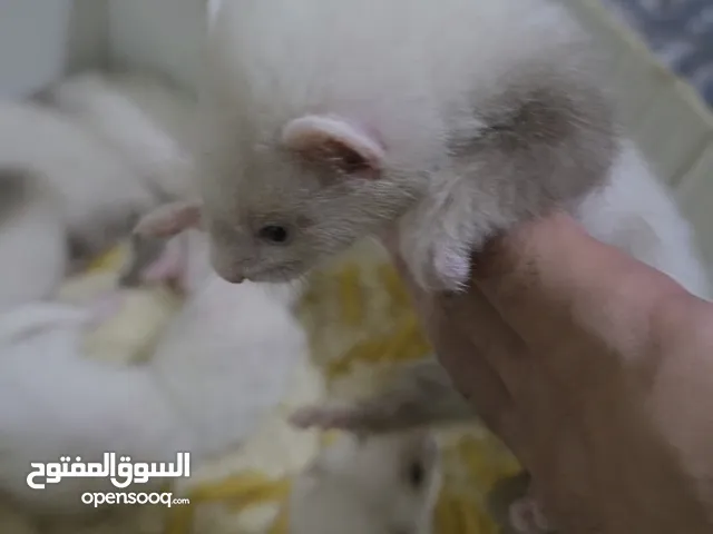 النمس الهولندي انتاج محلي اليفات