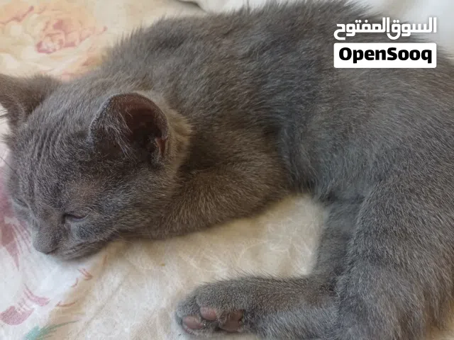 قطة سكوتش ستريت أصلية أنثى