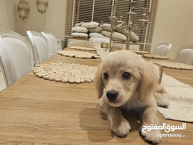 كوكر سبانيول