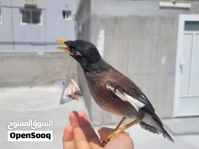 myna bird tamd