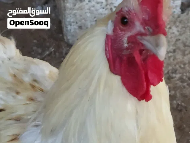 دجاج الفرنسي الاحمر + ديوك كبيرة
