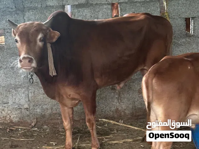 عجل عماني عمره 3 سنوات طعام مزرعه  قابل بحدود المعقول