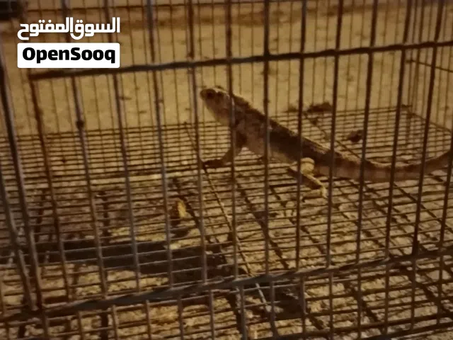 ابيع ضب (15ريال)