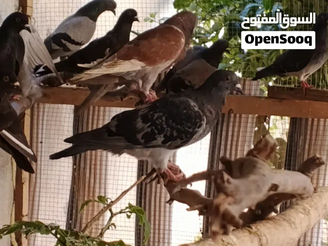 8 جواز حمام بلدي نظيف جدا صحه ونظافه شغالات كلياتهن للبيع سعر مغري