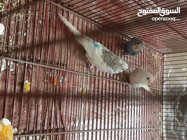 طيور زينه للبيع  ما بعرف لا بنوع ولا بجنس