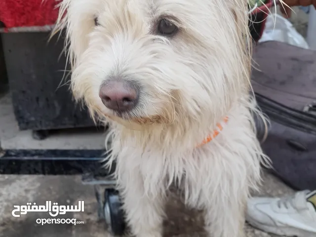 كلبة لعوبة ومرحه ما بعرف كم عمرها