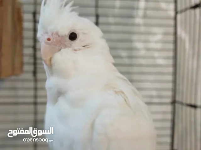 كوكاتيل 2 للبيع ( البينو + رمادي )