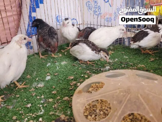 سمان صيني للبيع