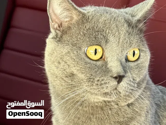 قط ذكر سكوتش