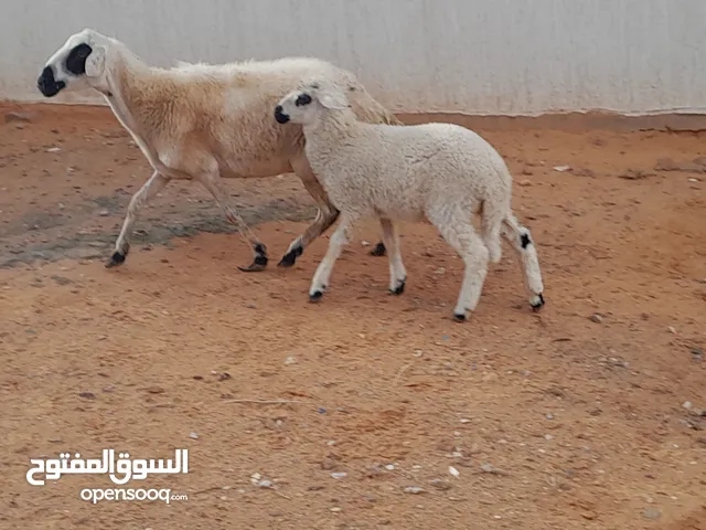 نعجه وطنيه الله يبارك تحتها خروف عمره 3شهور ناشطات ومحصنات سليمات من الامراض