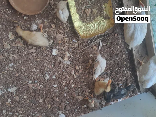 4صيصان مع دجاجتين مع بطتين ماخذين مطعم