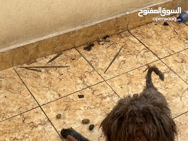 كلب مالتيز عمر 8