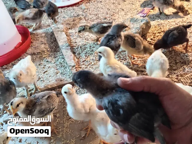 صوص بلدي عمر 20 يوم