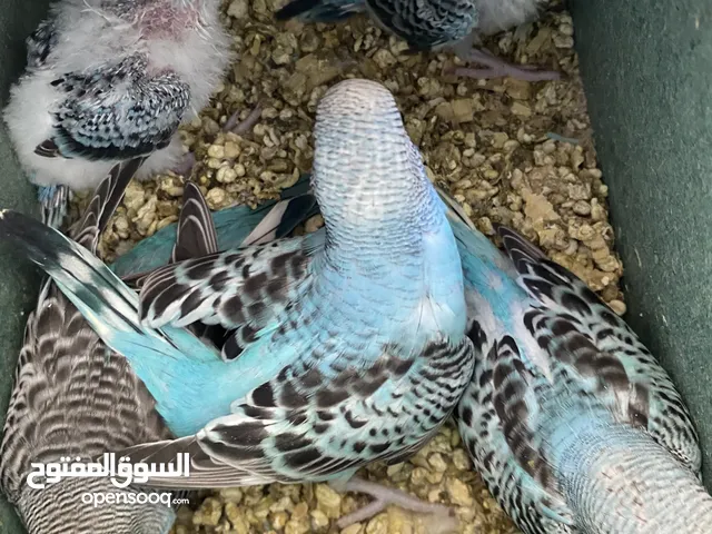 جوز حب ماكينه انتاج معهم 5 فراخ