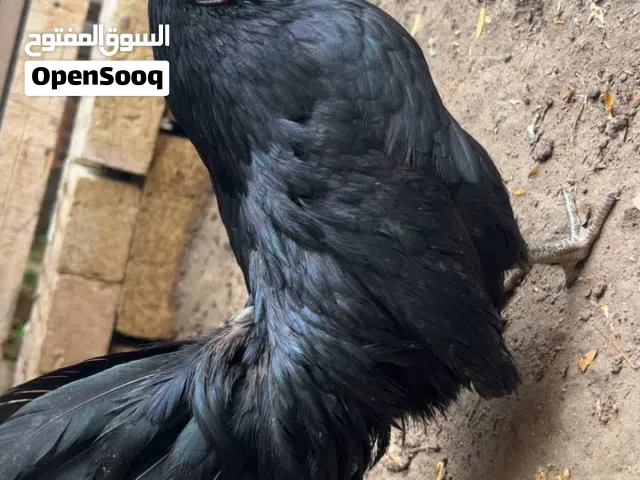 دجاجه اسباني اسود