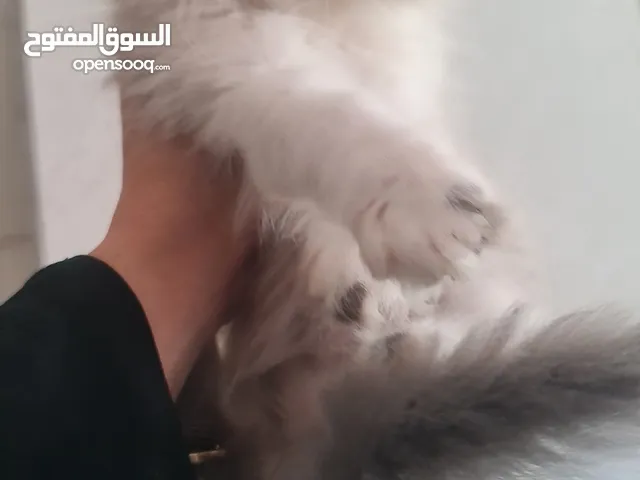 قط كتن + قطه الام هملايا بلو بوينت بيور صنف عالي