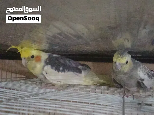 للبيع زوج كوكتيل