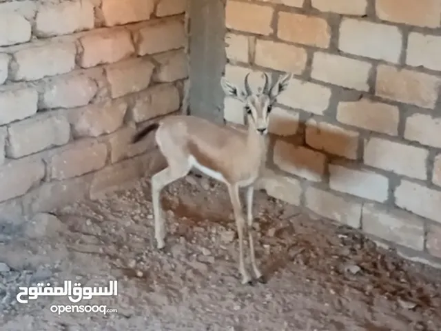 جدي غزال للبيع