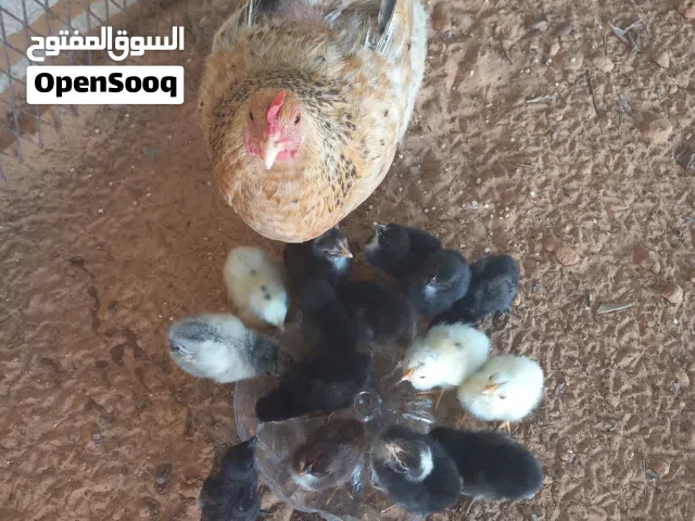 دجاجة تحتها 15 الفلوس