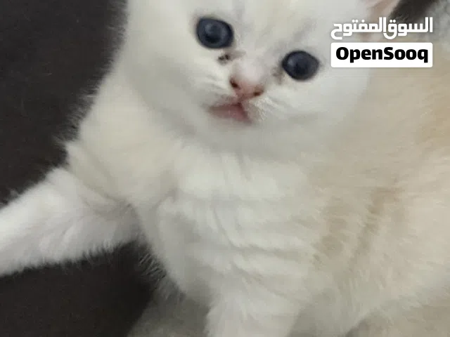 Kittens Cats