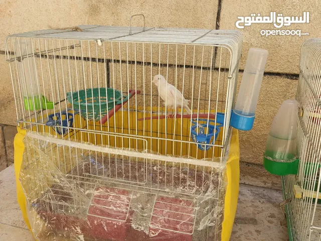 عصافير كناري للبيع