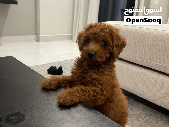 Male poodle