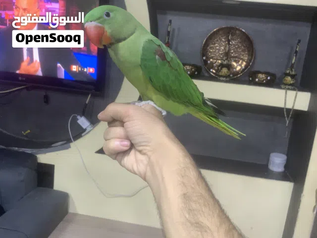 ببغاء كساندرا للبيع