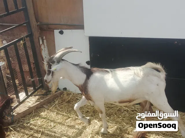 تيس معطوم سمين