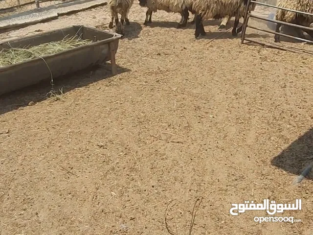 للبيع ذبايح سمنه فل