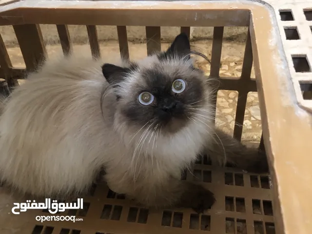 بسه للبيع ب 60 ليره